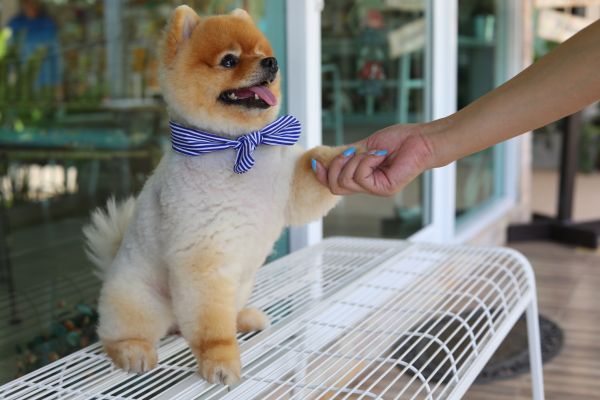 Louisville Pets