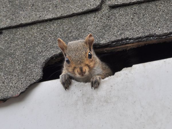 Louisville Wildlife Removal