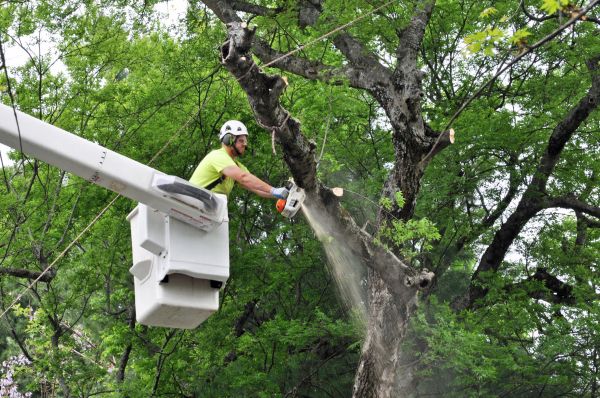 Louisville Tree Trimming