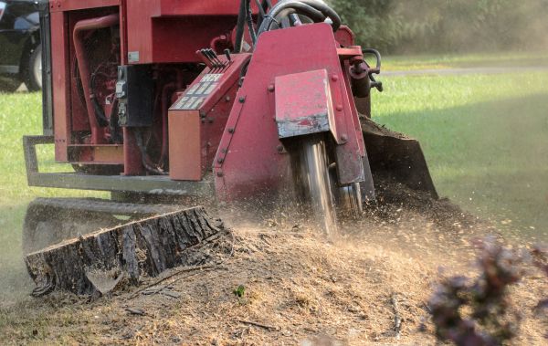 Louisville Tree Removal
