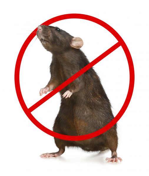 Louisville Pest Control Service